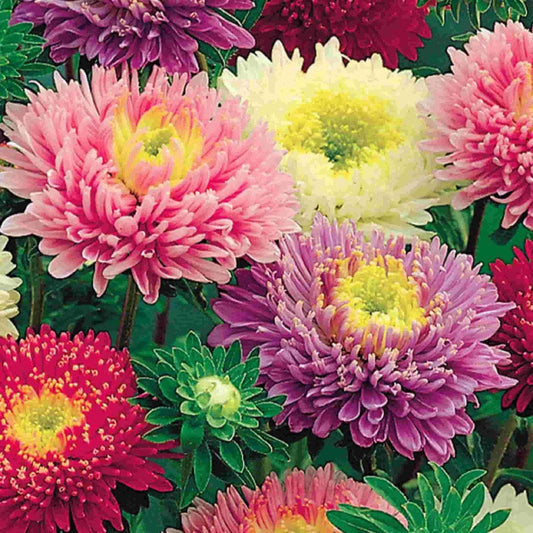 Green River Seeds Asters 50 Early Charm Aster Flower Seeds - 50 Individual Seeds for Easy Growth in Partial Shade Vibrant Colors & Bloom Formations Perfect for Garden Borders