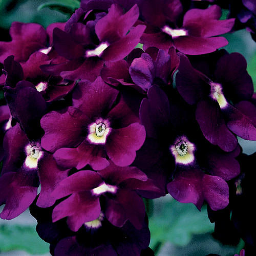 Green River 50 Royal Purple Verbena Seeds- Perennial Flower Seeds for Pots and Gardens, Vibrant Blooms for Pollinator Gardens, Fast-Growing Plant Seeds for Summer Color