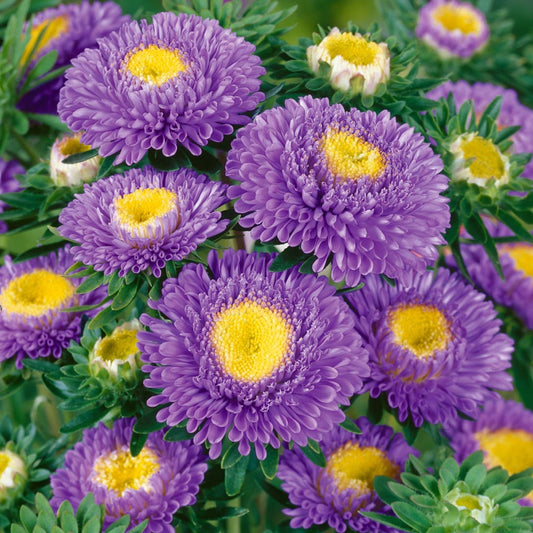 Green River Seeds Asters 50 Pom Pom light Blue Aster Flower Seeds - 50 Individual Seeds for Easy Growth in Partial Shade Vibrant Colors & Bloom Formations Perfect for Garden Borders