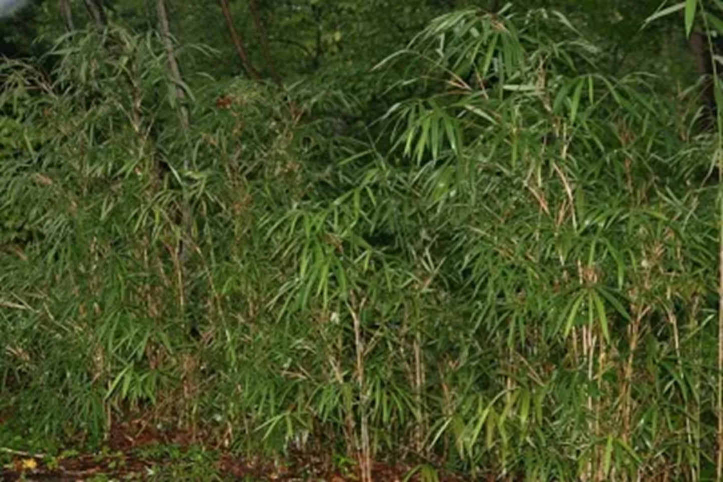 Green River 50 Canebrake Bamboo Seeds - Tall Bamboo Plant Seeds for Privacy Screens & Garden Landscaping – Premium Bamboo Seeds for Planting Outdoors or in Pots – Non-Invasive Fast-Growing Lawn Plants – Seeds for Gardening & More