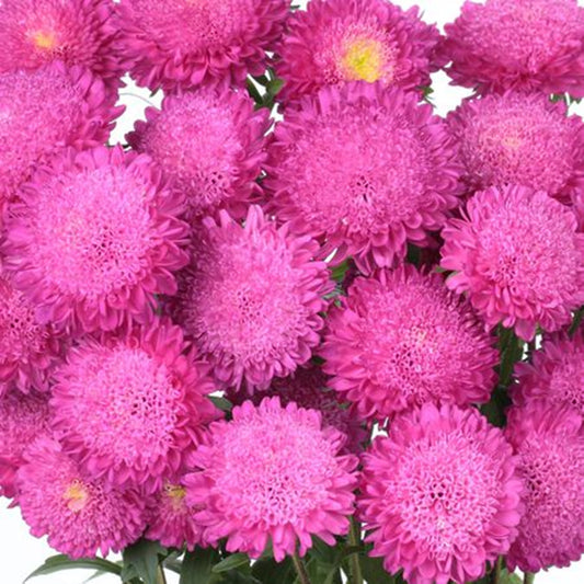 Green River Seeds Asters 50 Pink Aster Flower Seeds - 50 Individual Seeds for Easy Growth in Partial Shade Vibrant Colors & Bloom Formations Perfect for Garden Borders