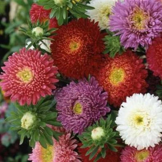 Green River Seeds Asters 50 Powder Puff Mix Aster Flower Seeds - 50 Individual Seeds for Easy Growth in Partial Shade Vibrant Colors & Bloom Formations Perfect for Garden Borders