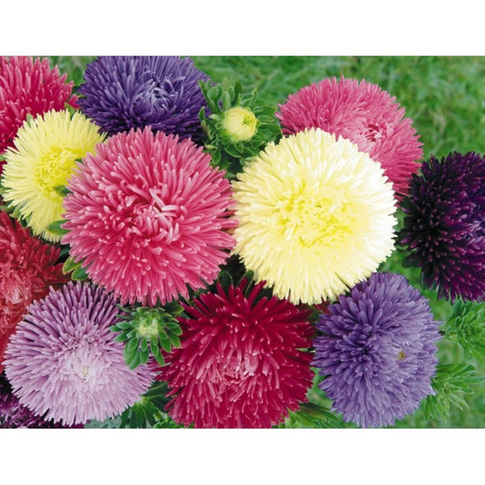 Green River Seeds Asters 50 China Aster Flower Seeds - 50 Individual Seeds for Easy Growth in Partial Shade Vibrant Colors & Bloom Formations Perfect for Garden Borders