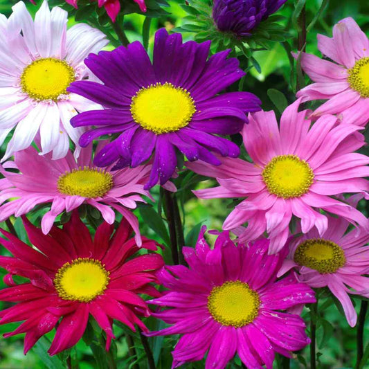 Green River Seeds Asters 50 Andrella Aster Flower Seeds - 50 Individual Seeds for Easy Growth in Partial Shade Vibrant Colors & Bloom Formations Perfect for Garden Borders
