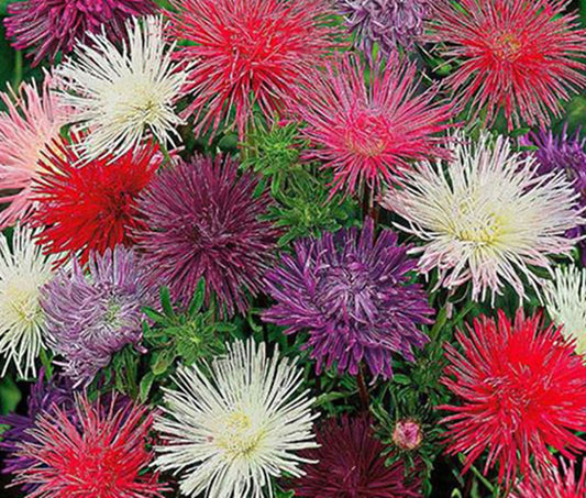 Green River Seeds Asters 50 Needle Mix Aster Flower Seeds - 50 Individual Seeds for Easy Growth in Partial Shade Vibrant Colors & Bloom Formations Perfect for Garden Borders