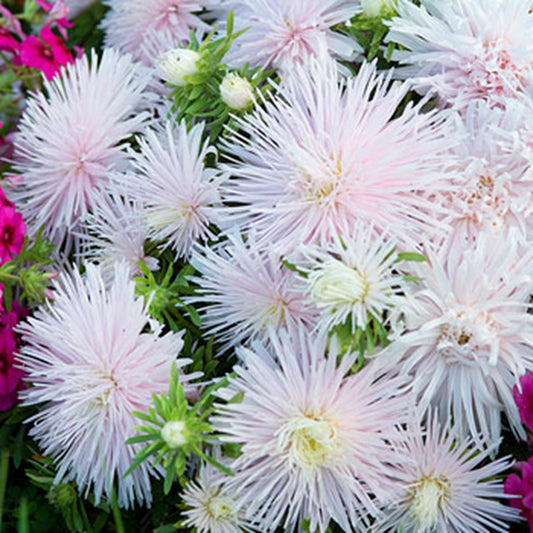 Green River Seeds Asters 50 Starlight Pink Aster Flower Seeds - 50 Individual Seeds for Easy Growth in Partial Shade Vibrant Colors & Bloom Formations Perfect for Garden Borders