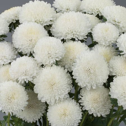 Green River Seeds Asters 50 White Aster Flower Seeds - 50 Individual Seeds for Easy Growth in Partial Shade Vibrant Colors & Bloom Formations Perfect for Garden Borders