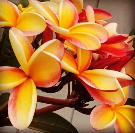 Green River 5 Pink Orange Plumeria Seeds - Flower Seed Pack, Premium Tropical Blooms, Fragrant Perennial Plants for Garden Charm, Ideal for Leis and Containers