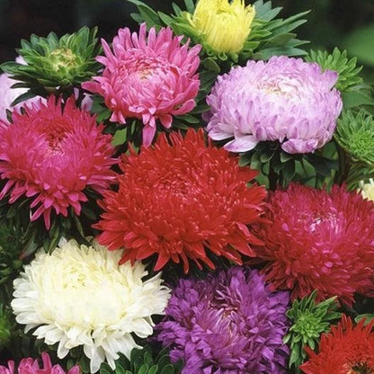 Green River Seeds Asters 50 Dutchess Flower Aster Flower Seeds - 50 Individual Seeds for Easy Growth in Partial Shade Vibrant Colors & Bloom Formations Perfect for Garden Borders