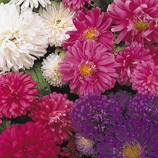 Green River Seeds Asters 50 SeaStar Aster Flower Seeds - 50 Individual Seeds for Easy Growth in Partial Shade Vibrant Colors & Bloom Formations Perfect for Garden Borders