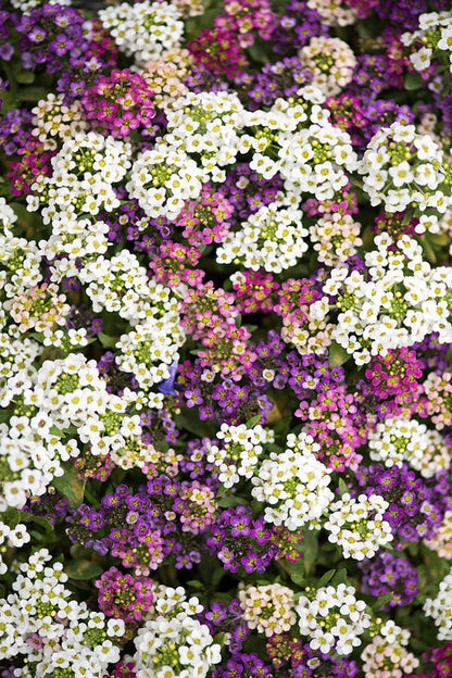 pastel flower seeds Green River Seeds 25 Sweet Alyssum Pastel Mix Seeds
