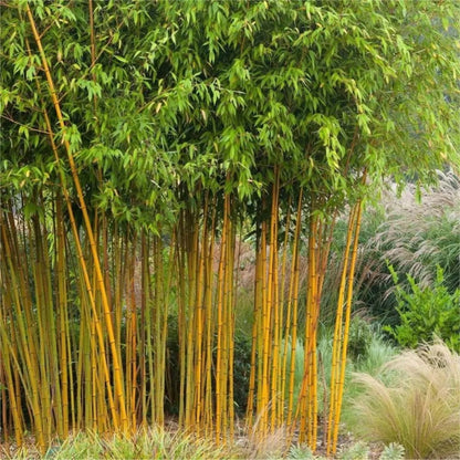 Green River 50 Yellow-Groove Bamboo Seeds - Tall Bamboo Plant Seeds for Privacy Screens & Garden Landscaping – Premium Bamboo Seeds for Planting Outdoors or in Pots – Non-Invasive Fast-Growing Lawn Plants – Seeds for Gardening & More