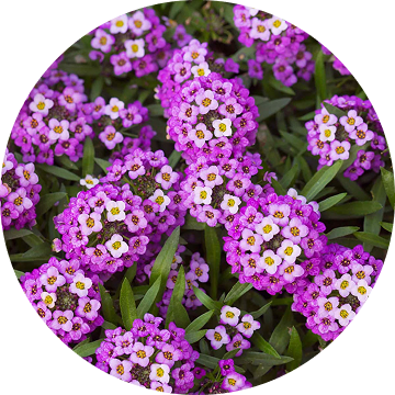 Alyssum
