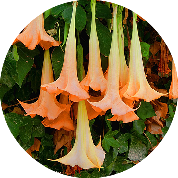 Angel Trumpet