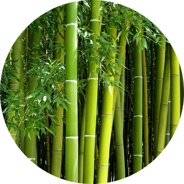 Bamboo