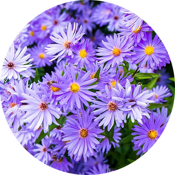 Aster