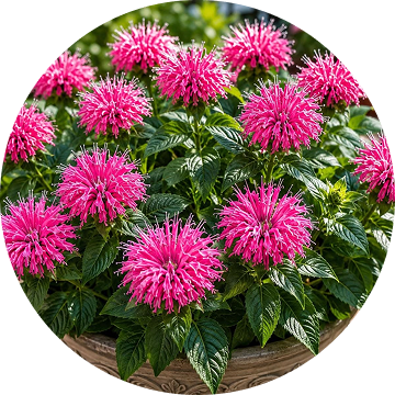 Bee Balm