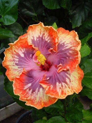 Green River 20 Orange and Purple Hibiscus Seeds - Premium Perennial Flower Seeds Pack for Tropical & Pollinator Gardens, Hardy Outdoor Seeds for Full Sun & Well-Drained Soil, Vibrant Garden Blooms Attracting Butterflies & Hummingbirds