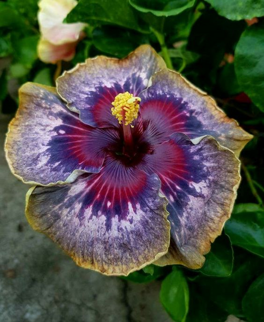 Green River 20 Purple Yellow Pink Hibiscus Seeds - Premium Perennial Flower Seeds Pack for Tropical & Pollinator Gardens, Hardy Outdoor Seeds for Full Sun & Well-Drained Soil, Vibrant Garden Blooms Attracting Butterflies & Hummingbirds