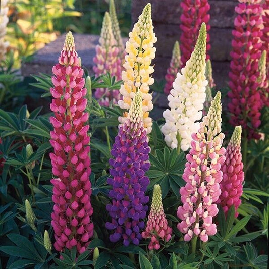 Green River 25 Festival Mixed Lupine Seeds - Vibrant Spiky Blooms, Fast Growing Perennials, Premium Seeds, Decor Decoratives Thrives in Cool Climates, Spring Full Sun