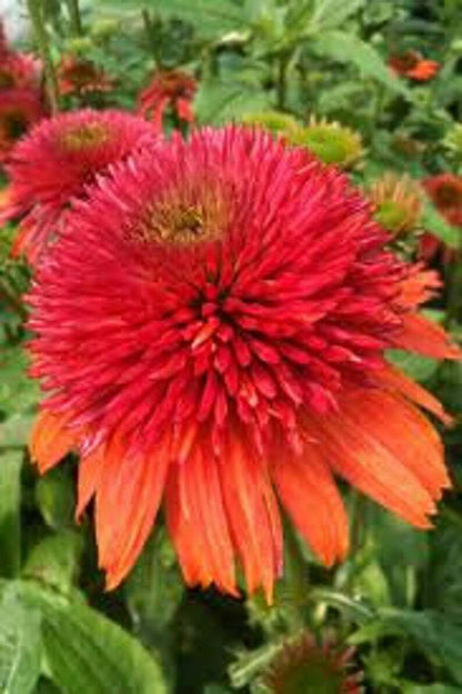 Green River 50 Double Orange Coneflower Seeds - Drought-Tolerant Decor Seeds for Pollinator Gardens, Perennial Blooms, Ideal for Summer Conditions