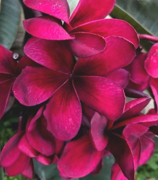 Green River 5 Bright Pink Plumeria Seeds - Flower Seed Pack, Premium Tropical Blooms, Fragrant Perennial Plants for Garden Charm, Ideal for Leis and Containers