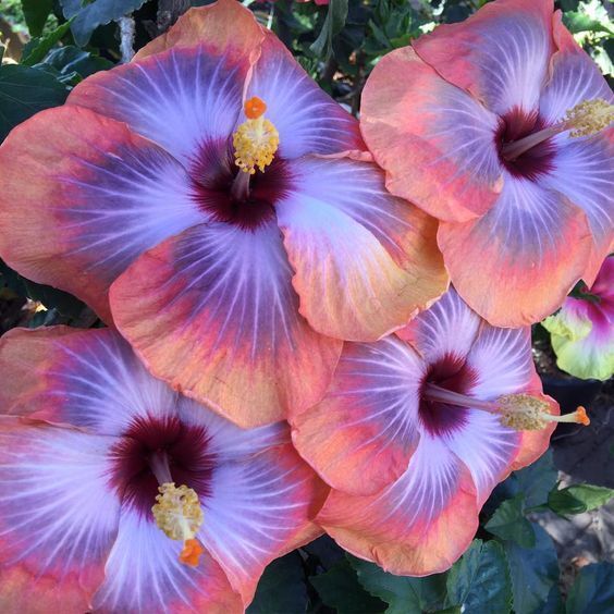 hibiscus from seed to flower Green River 20 Pink Blue Hibiscus Seeds