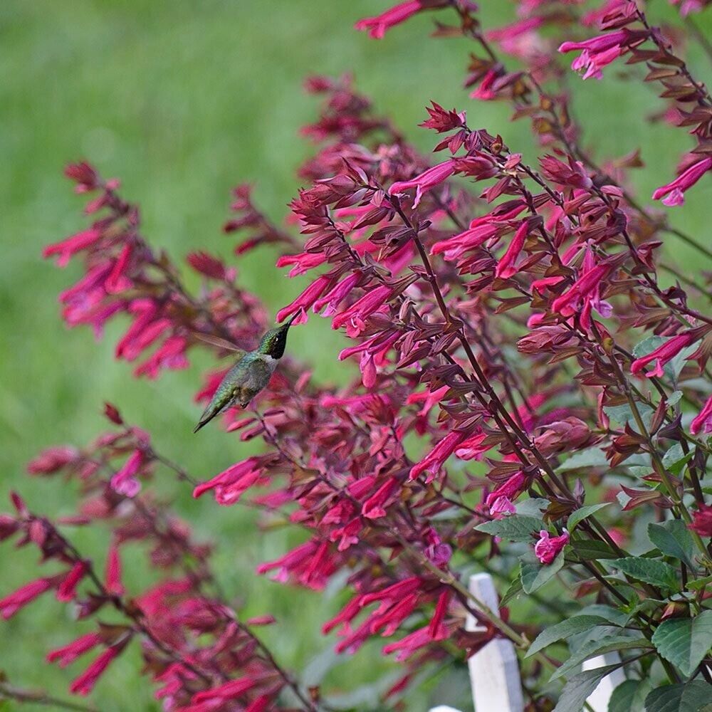 Green River 50 Wendy's Wish Salvia Seeds - Vibrant Perennial Flower Seeds for Borders & Pollinator Gardens, Drought-Tolerant, Butterfly Magnet, All Seasons, Bag, Partial Sun