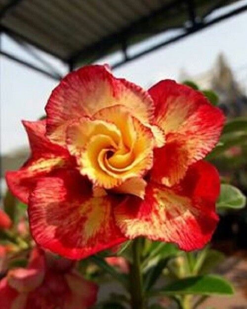 Green River 4 Orange Red Desert Rose Seeds - Premium Exotic Succulent Flower Seeds for Indoor Pots Bonsai & Tropical Decor Drought-Tolerant, Easy to Grow Unique Trunk, Premium Seed Pack for Collectors