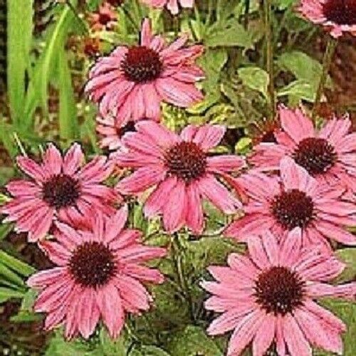 Green River 50 Pink Coneflower Seeds - Drought-Tolerant Decor Seeds for Pollinator Gardens, Perennial Blooms, Ideal for Summer Conditions