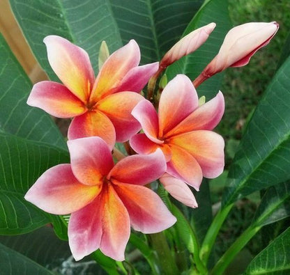 5 Orange Pink Plumeria Seeds Plants Flower Lei Hawaiian Perennial Bloom 189