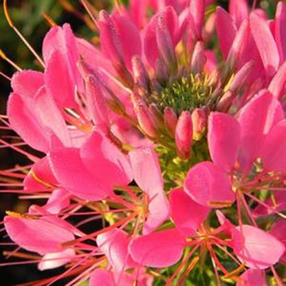 100 Flamingo Spider Seeds Clome Spinosa Perennial 1176 US Seller Seed Butterfly
