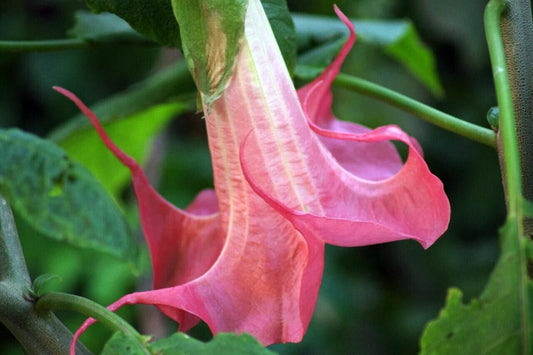 Green River Seeds 10 Bubble Gum Angel Trumpet Seeds - Premium Brugmansia Flowers for Pots Patios & Cottage Gardens - Fast Growing Exotic Scented Blooms for Full Sun Zones