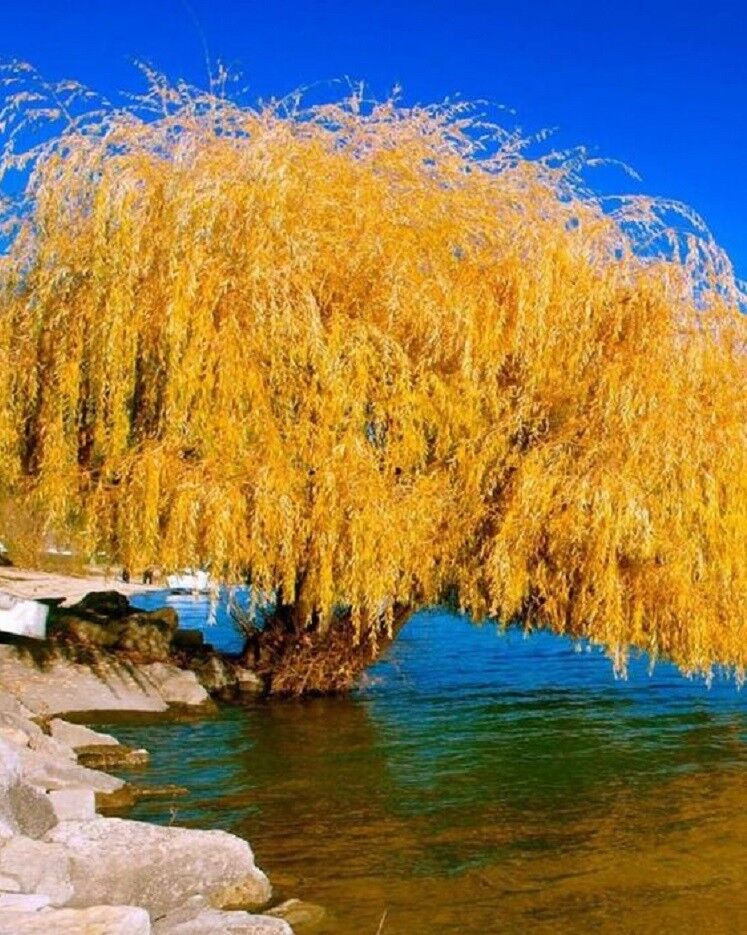 Green River 5 Yellow Willow Seeds - Decor Decorative Tree Seeds for Landscapes & Water Features - USDA Zones 4-10 - Spring Planting - Full Sun - 35-50 ft Tall