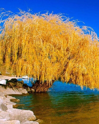 Green River 5 Yellow Willow Seeds - Decor Decorative Tree Seeds for Landscapes & Water Features - USDA Zones 4-10 - Spring Planting - Full Sun - 35-50 ft Tall