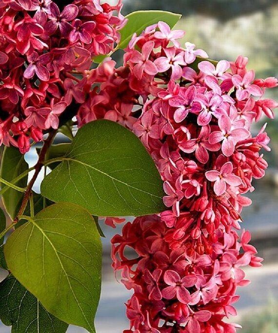 Green River 25 Crimson Lilac Seeds - Fragrant Spring Bloomers for Garden & Decor Decoratives - Premium Seeds, Heirloom Variety for Pollinator Gardens