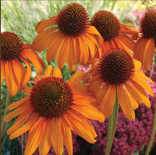 Green River 50 Bright Orange Coneflower Seeds - Drought-Tolerant Decor Seeds for Pollinator Gardens, Perennial Blooms, Ideal for Summer Conditions