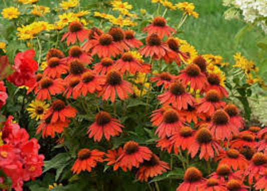 Green River 50 Lakota Coneflower Seeds - Drought-Tolerant Decor Seeds for Pollinator Gardens, Perennial Blooms, Ideal for Summer Conditions
