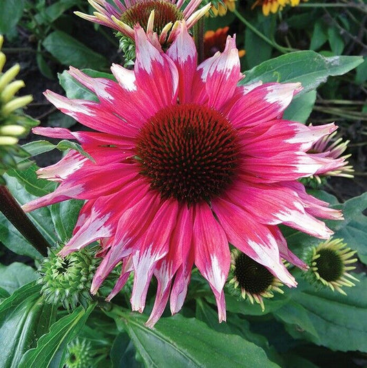 Green River 50 Pink White Coneflower Seeds - Drought-Tolerant Decor Seeds for Pollinator Gardens, Perennial Blooms, Ideal for Summer Conditions
