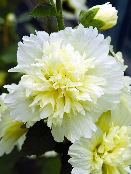 Green River 25 Double Yellow White Hollyhock Seeds - Flower Seed Pack, Tall Perennial Blooms, Cottage Garden Plants for Borders, Premium Seeds for Planting, Pollinator Friendly Flowers