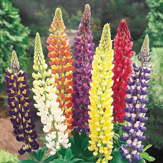Green River 25 Mixed Dwarf Lupine Seeds - Vibrant Spiky Blooms, Fast Growing Perennials, Premium Seeds, Decor Decoratives Thrives in Cool Climates, Spring Full Sun
