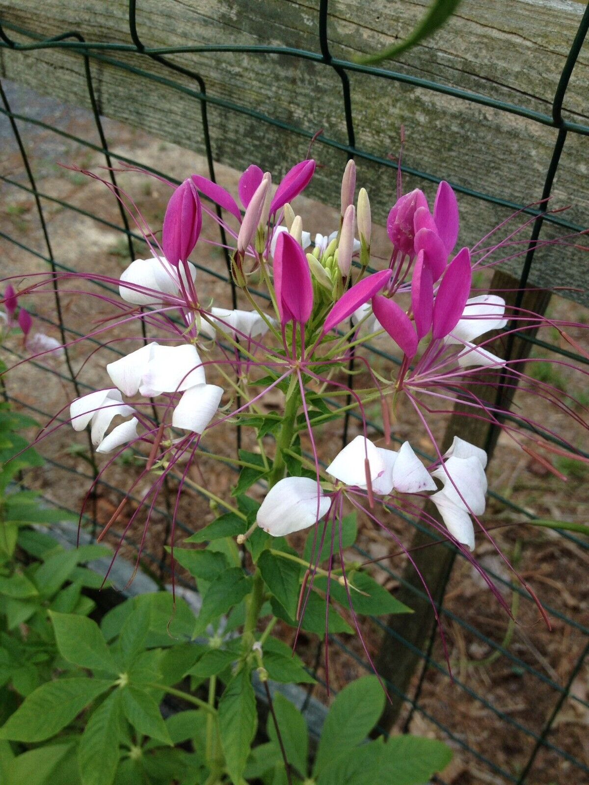 pink spider plant 100 White Pink Spider Seeds Clome Spinosa Perennial 1199 US Seller Flo – Green River Seeds