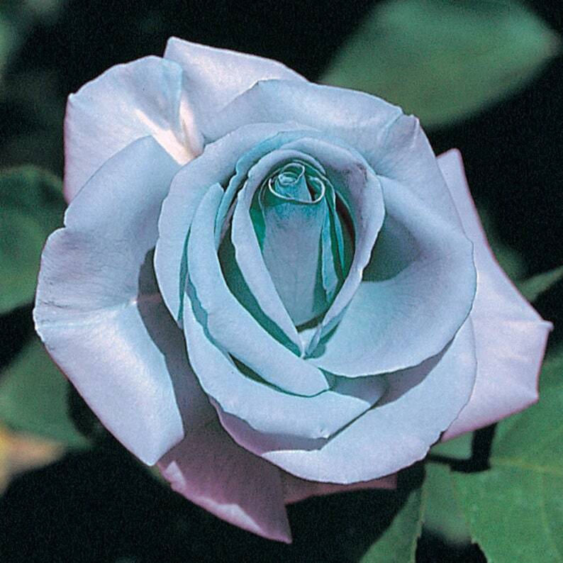 rose plant seeds 10 Blue Rose Seeds Flower Bush Perennial Shrub Flowers Seed Flowering – Green River Seeds
