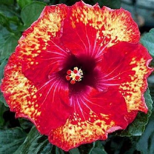 Green River 20 Yellow Red Hibiscus Seeds - Premium Perennial Flower Seeds Pack for Tropical & Pollinator Gardens, Hardy Outdoor Seeds for Full Sun & Well-Drained Soil, Vibrant Garden Blooms Attracting Butterflies & Hummingbirds