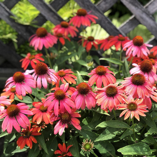 Green River 50 Santa Fe Coneflower Seeds - Drought-Tolerant Decor Seeds for Pollinator Gardens, Perennial Blooms, Ideal for Summer Conditions