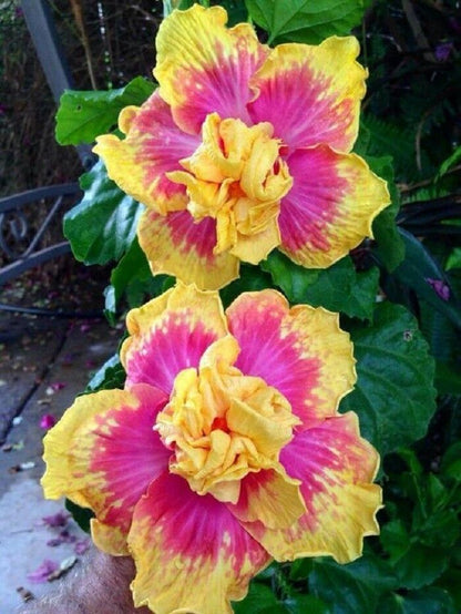 Green River 20 Double Pink Yellow Hibiscus Seeds - Premium Perennial Flower Seeds Pack for Tropical & Pollinator Gardens, Hardy Outdoor Seeds for Full Sun & Well-Drained Soil, Vibrant Garden Blooms Attracting Butterflies & Hummingbirds
