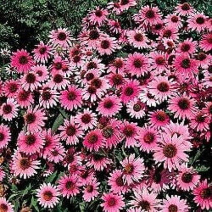 Green River 50 Purple Bravado Coneflower Seeds - Drought-Tolerant Decor Seeds for Pollinator Gardens, Perennial Blooms, Ideal for Summer Conditions