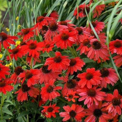 Green River 50 Red Salsa Coneflower Seeds - Drought-Tolerant Decor Seeds for Pollinator Gardens, Perennial Blooms, Ideal for Summer Conditions