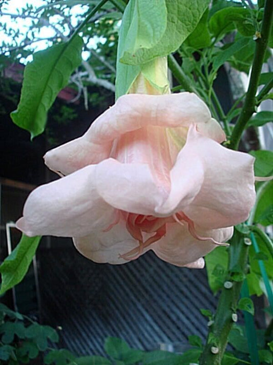 Green River Seeds 10 DBL Baby Pink Angel Trumpet Seeds - Premium Brugmansia Flowers for Pots Patios & Cottage Gardens - Fast Growing Exotic Scented Blooms for Full Sun Zones