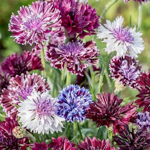 50 Classic Mix Bachelor's Button Seeds Annual Seed Flower Flowers 772 USA